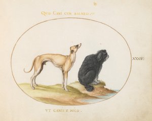 Tafel 35: Ein Jagdhund und ein Wasserspaniel