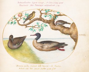 Tafel 35: Weibliche Krickente, Rothalstaucher (?), Spatz und Grünfink (?)