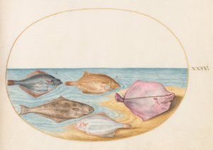 Unterseiten von Steinbutt(?) und anderen Plattfischen von Joris Hoefnagel