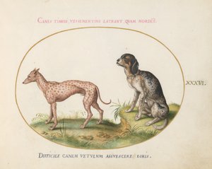 Tafel 36: Zwei gefleckte Hunde