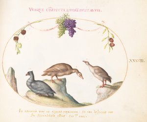 Tafel 42: Zwei graue Gänse mit einem dritten Vogel und hängenden Trauben