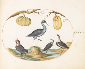 Tafel 44: Uferschnepfe(?) und Strandläufer mit zwei Kürbissen von Joris Hoefnagel