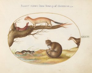 Tafel 45: Wiesel, ein Frettchen und eine "Nussmaus"