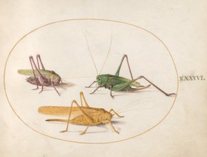 Tafel 46: Drei Heuschrecken von Joris Hoefnagel