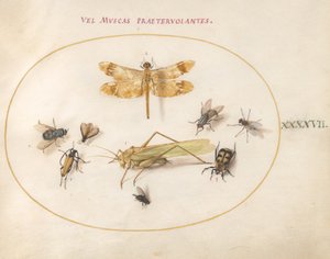 Tafel 47: Eine Libelle, eine Heuschrecke, Stubenfliegen, ein Aaskäfer, ein Blumenbockkäfer und andere Insekten von Joris Hoefnagel