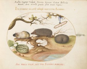 Tafel 48: Meerschweinchen und Igel mit Melone und Haselnüssen