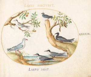 Tafel 49: Möwen mit einem Johannisbrotbaum und einem Pistazienbaum(?) von Joris Hoefnagel