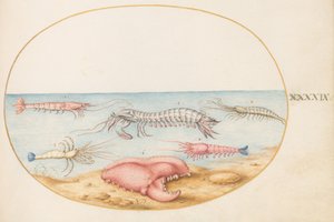 Tafel 49: Fangschreckenkrebs und die Klaue eines europäischen Flusskrebses von Joris Hoefnagel
