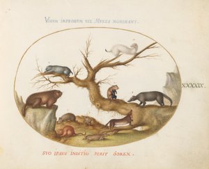 Tafel 49: Murmeltier, Hamster, Ratte, Feldmaus, Spitzmaus und ein Nasenbär