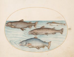 Tafel 4: Vier Lachse von Joris Hoefnagel