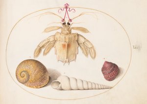 Tafel 50: Ein toter Einsiedler(?) Krebs mit Turmschneckenhäusern von Joris Hoefnagel