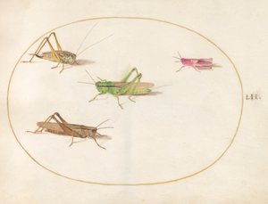 Tafel 52: Vier Heuschrecken von Joris Hoefnagel
