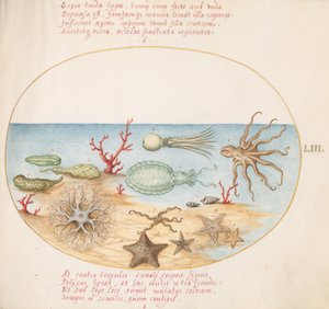 Tafel 53: Seegurken, Korallen, Oktopus, Seesterne, Tintenfisch und andere Meereskreaturen von Joris Hoefnagel