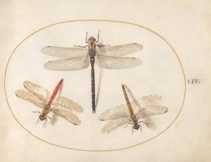 Tafel 54: Haarige Libelle und zwei Heidelibellen von Joris Hoefnagel