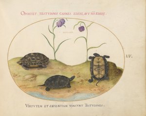 Tafel 55: Drei Schildkröten und zwei Fritillarien