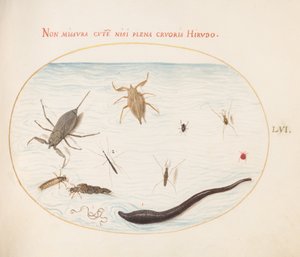 Tafel 56: Wasserskorpion, Wasserläufer, Teichläufer, rote Wassermilbe, Blutegel(?) und andere Wasserinsekten von Joris Hoefnagel
