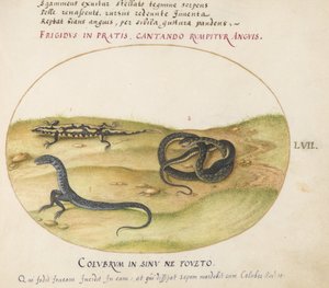 Tafel 57: Eine Schlange, ein Feuersalamander und ein schlangenähnliches Wesen mit zwei Beinen