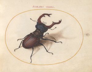 Tafel 5: Hirschkäfer