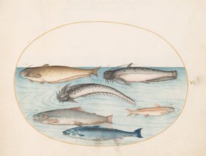 Tafel 5: Drei Welse, ein Lachs und zwei andere Fische von Joris Hoefnagel