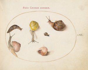 Tafel 62: Eine Nacktschnecke mit Schnecken von Joris Hoefnagel