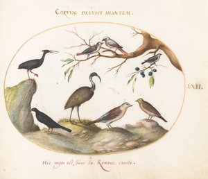 Tafel 62: Nördlicher Glattibis und Brauner Sichler mit anderen Vögeln von Joris Hoefnagel