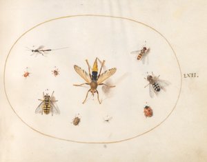 Tafel 62: Zehn Insekten von Joris Hoefnagel