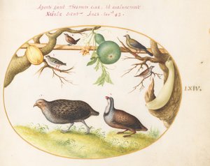 Tafel 64: Zwei Rebhühner, ein Zaunkönig und andere Vögel