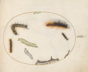 Lackey-Mottenraupe, Acht-Mottenraupe, Grauer Dolch-Mottenraupe und andere Raupen (Tafel 66) von Joris Hoefnagel