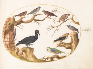 Tafel 69: Schwarzspecht, Grünspecht, Kleiber und andere Vögel von Joris Hoefnagel