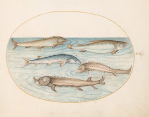 Tafel 6: Fünf Welse und Stör(?) von Joris Hoefnagel
