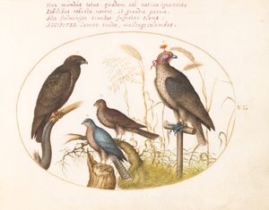 Tafel 6: Vier Raubvögel, darunter ein Sperber(?)