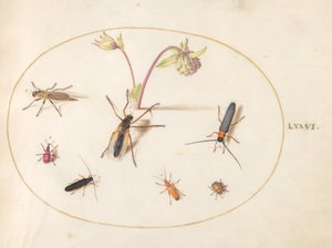 Tafel 76: Insekten mit einer rosa und cremefarbenen Akelei