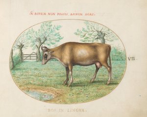 Tafel 8: Eine Kuh von Joris Hoefnagel