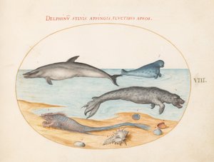 Tafel 8: Ein Delfin, zwei Robben, ein Brethmechin und Muscheln