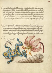 Wasserfliege, Türkenbundlilie, Gelbbauchunke und Europäische Schraubenschnecke