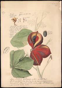 Theobroma bicolor von José Joaquim Freire