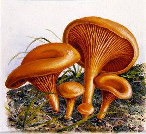 Studie von Pilzen von Josef Fleischmann