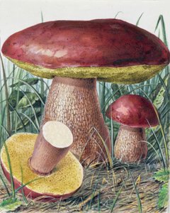 Studie eines Pilzes von Josef Fleischmann