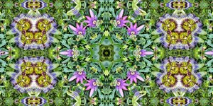 Kreaturen: Ameisen im Passionsblumenfeld von Josef Johann Michel