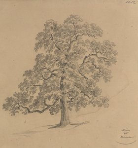  von Josef Kriehuber