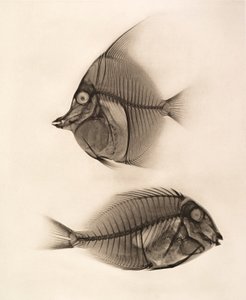 Historisches Röntgenbild eines Moorish Idol (Zanclus Cornutus) und eines Bluelined Surgeonfish (Acanthurus Nigros) 1896 (Foto) von Josef Maria Eder