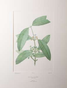 Calophyllum soulattri (Guttiferae) - Tafel 362, Banks