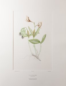 Cattleya forbesii (Orchidaceae) - Tafel 358, Banks