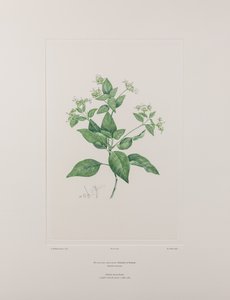 Dicliptera bracteata (Acanthaceae) - Tafel 636, Banks