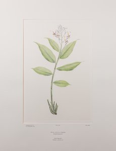 Globba marantina (Zingiberaceae) - Tafel 390, Banks