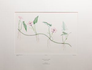 Ipomoea aquatica (Convolvulaceae) - Tafel 375, Banks
