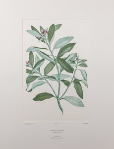 Pittosporum ralphii (Pittosporaceae) - Tafel 413, Banks