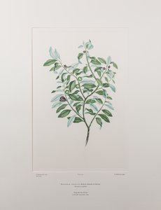 Pittosporum tenuifolium (Pittosporaceae) - Tafel 412, Banks