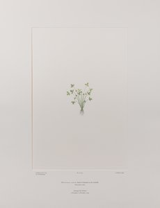 Ranunculus acaulis (Ranunculaceae) - Tafel 403, Banks