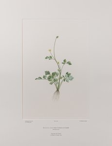 Ranunculus hirtus (Ranunculaceae) - Tafel 404, Banks